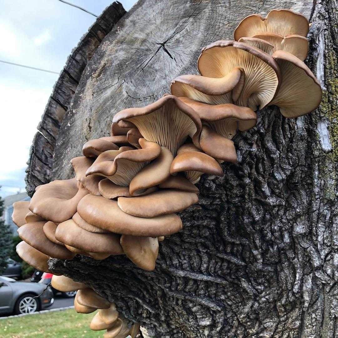Вешенка обыкновенная (Pleurotus ostreatus)