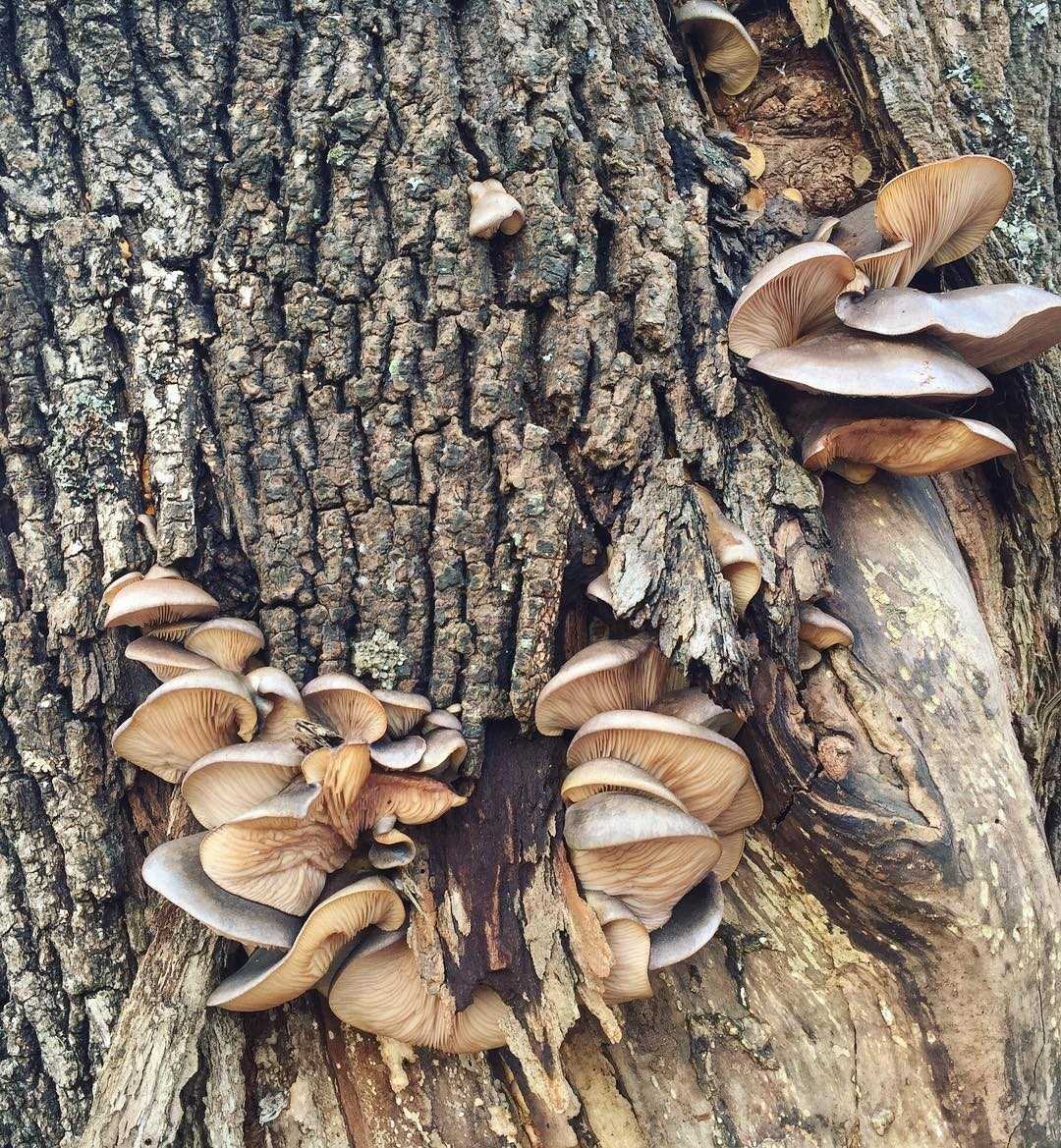 Вешенка позднеосенняя