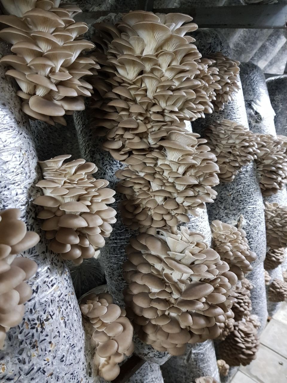 Мицелий вешенка