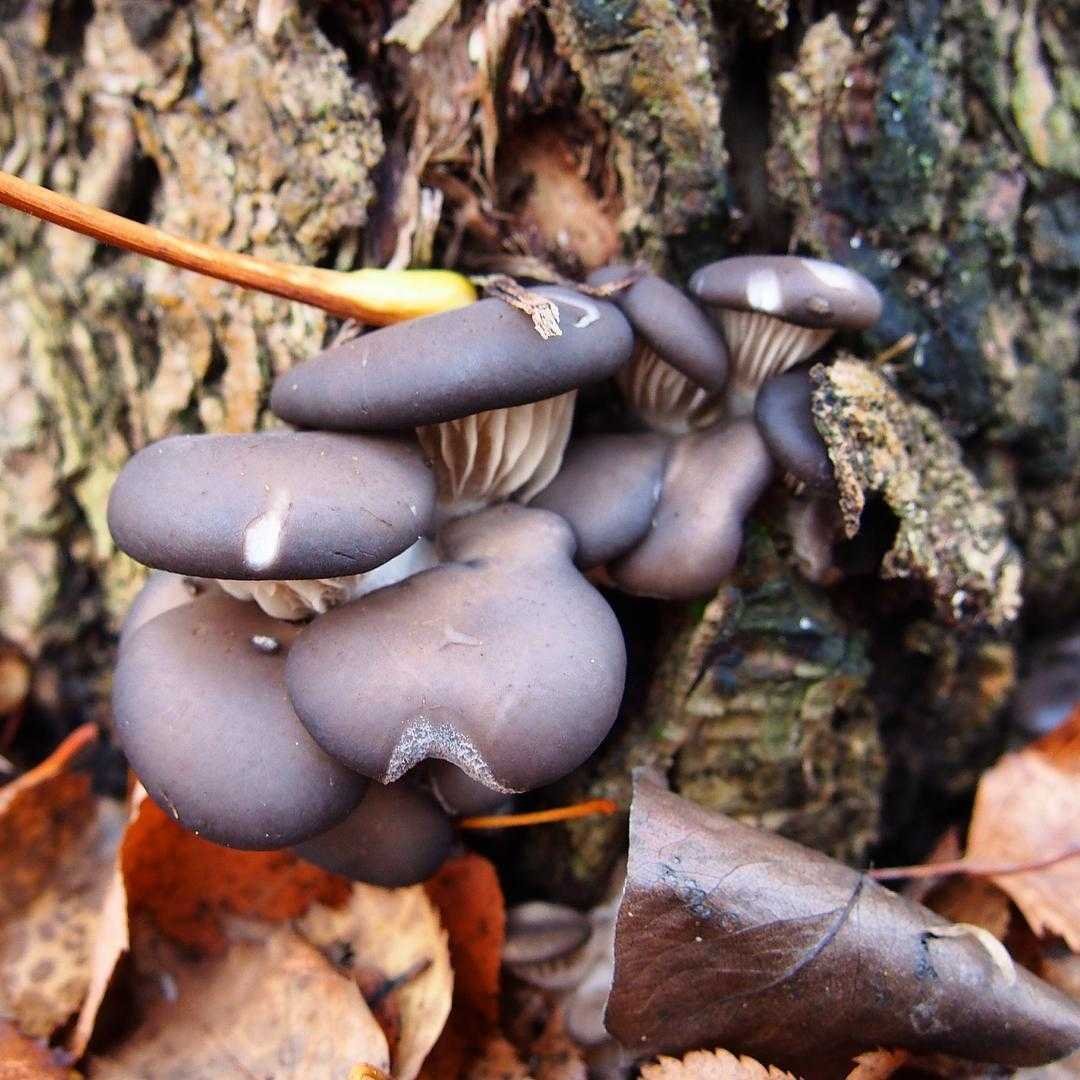 Вешенки картинки