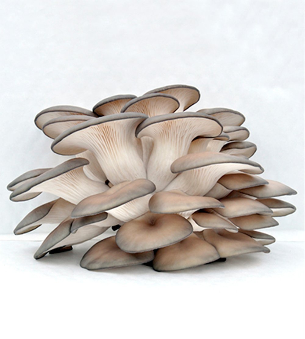 Вешенка лососевая