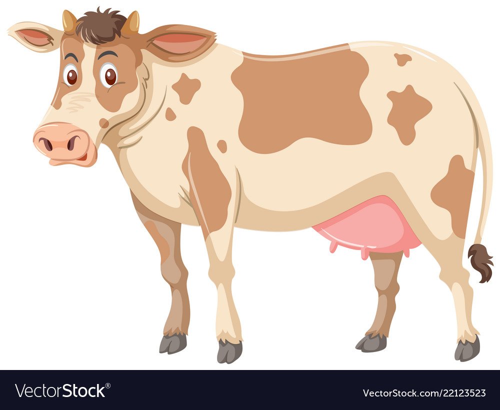 Вымя коровы на белом фоне