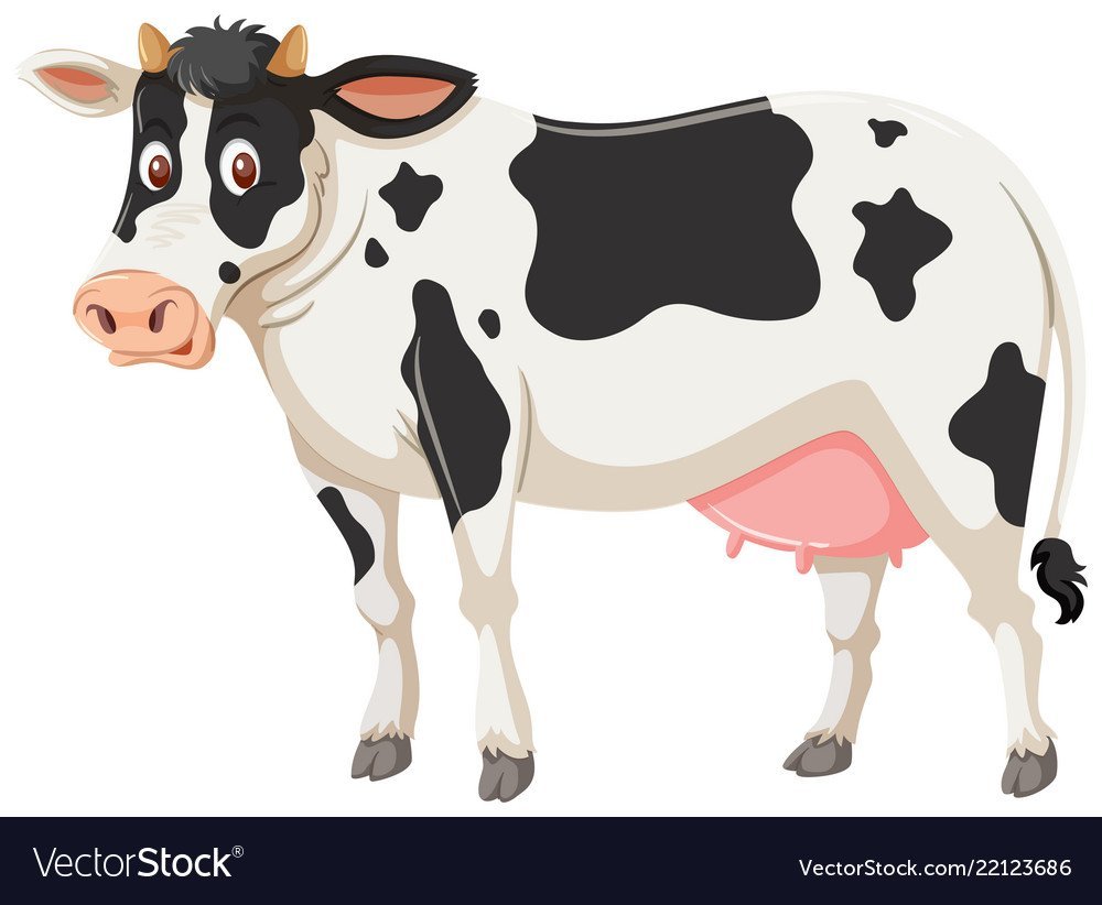 Корова му на белом