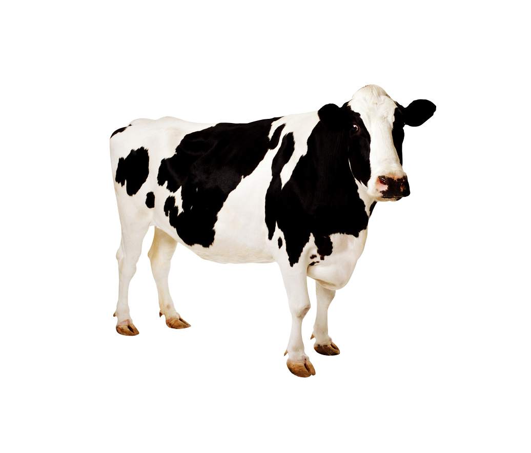 Картинка корова на белом фоне