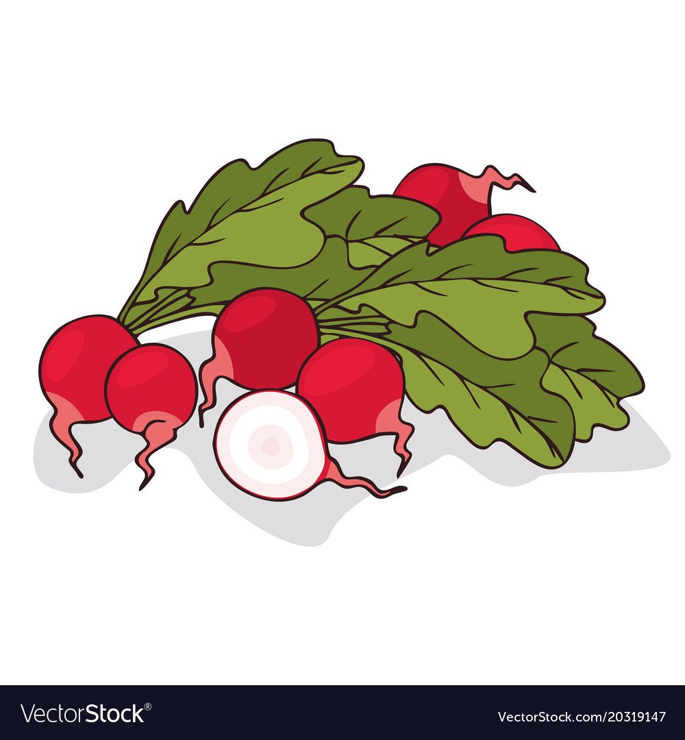 Веселая редиска