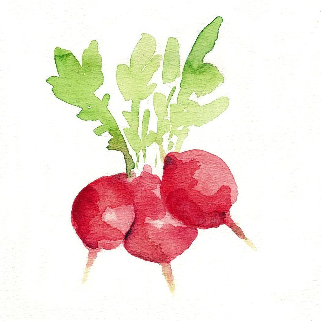 Редис на окне вектор