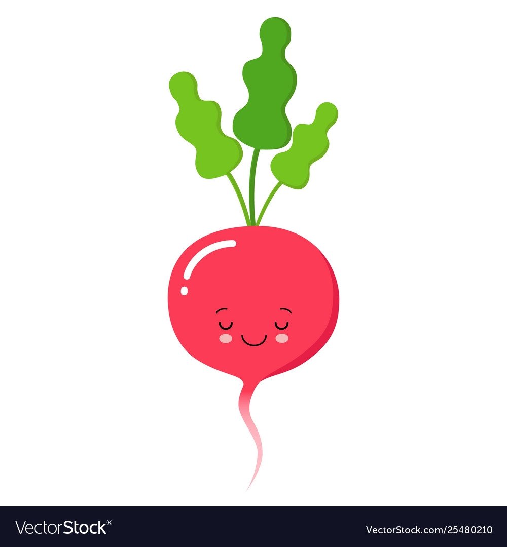 Редиска иллюстрация