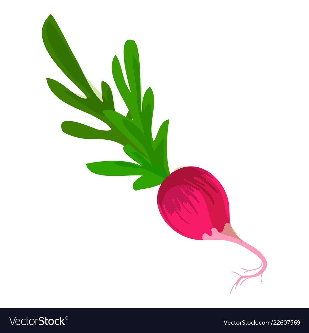 Редиска рисунок для детей