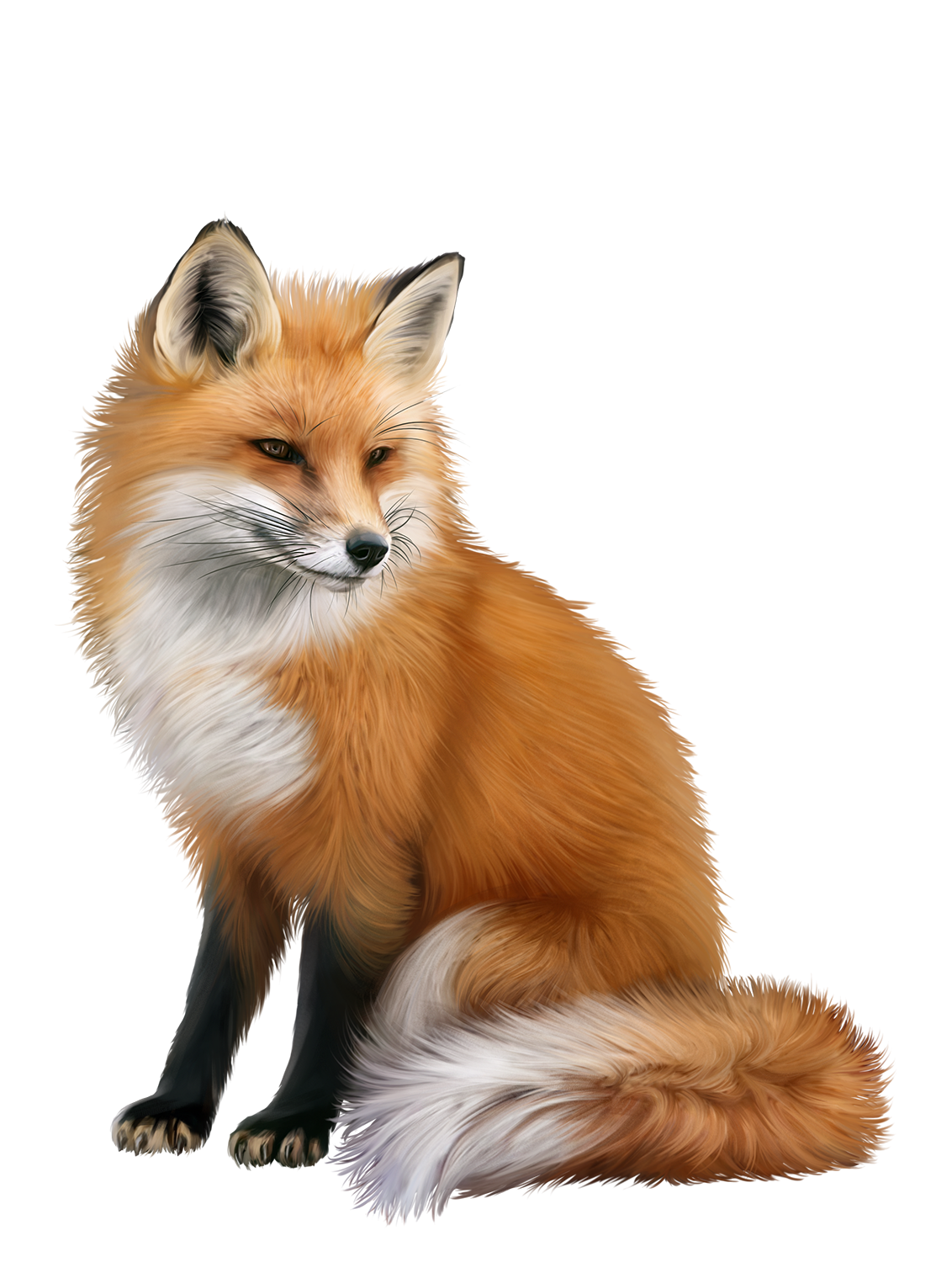 Лиса для детей