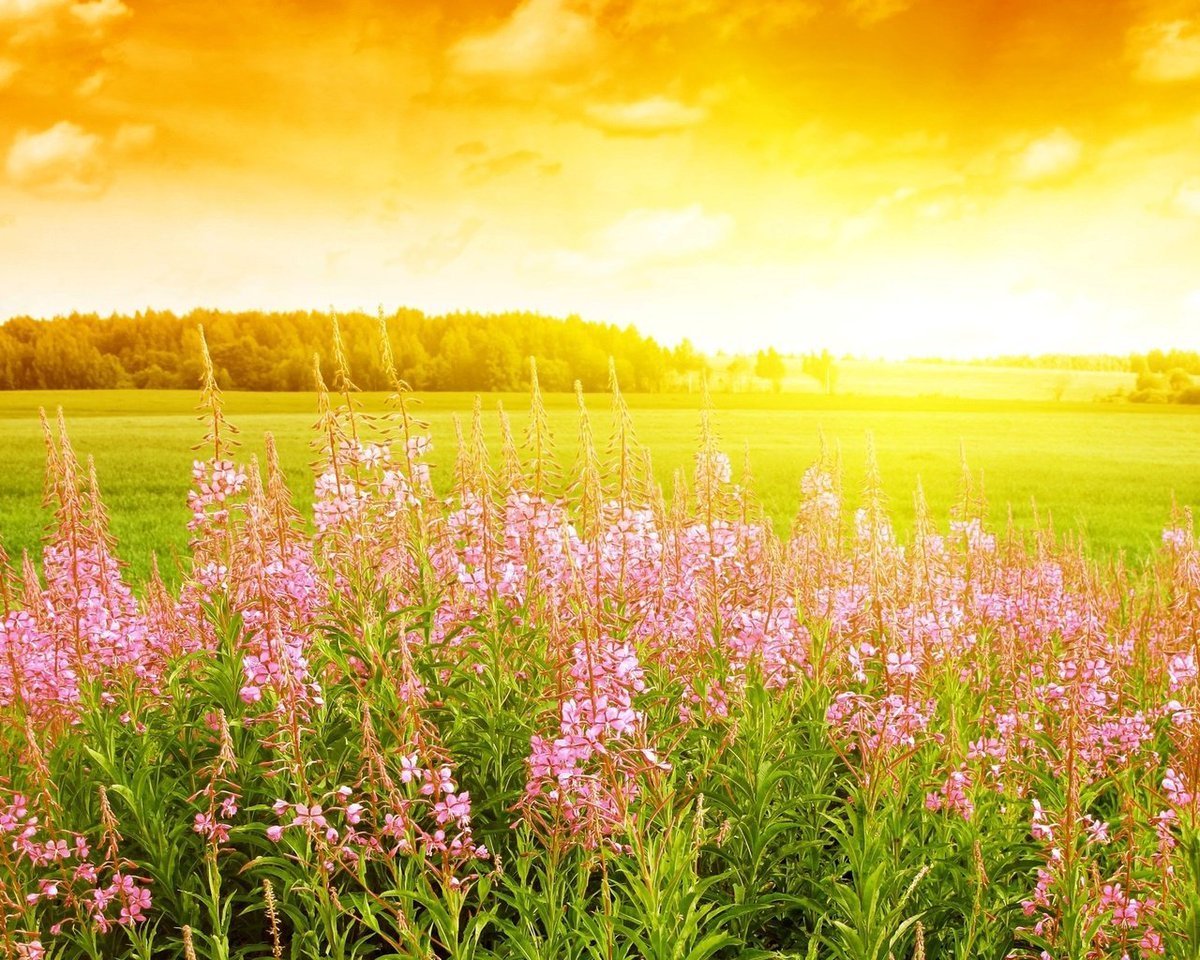 Солнце рассвет