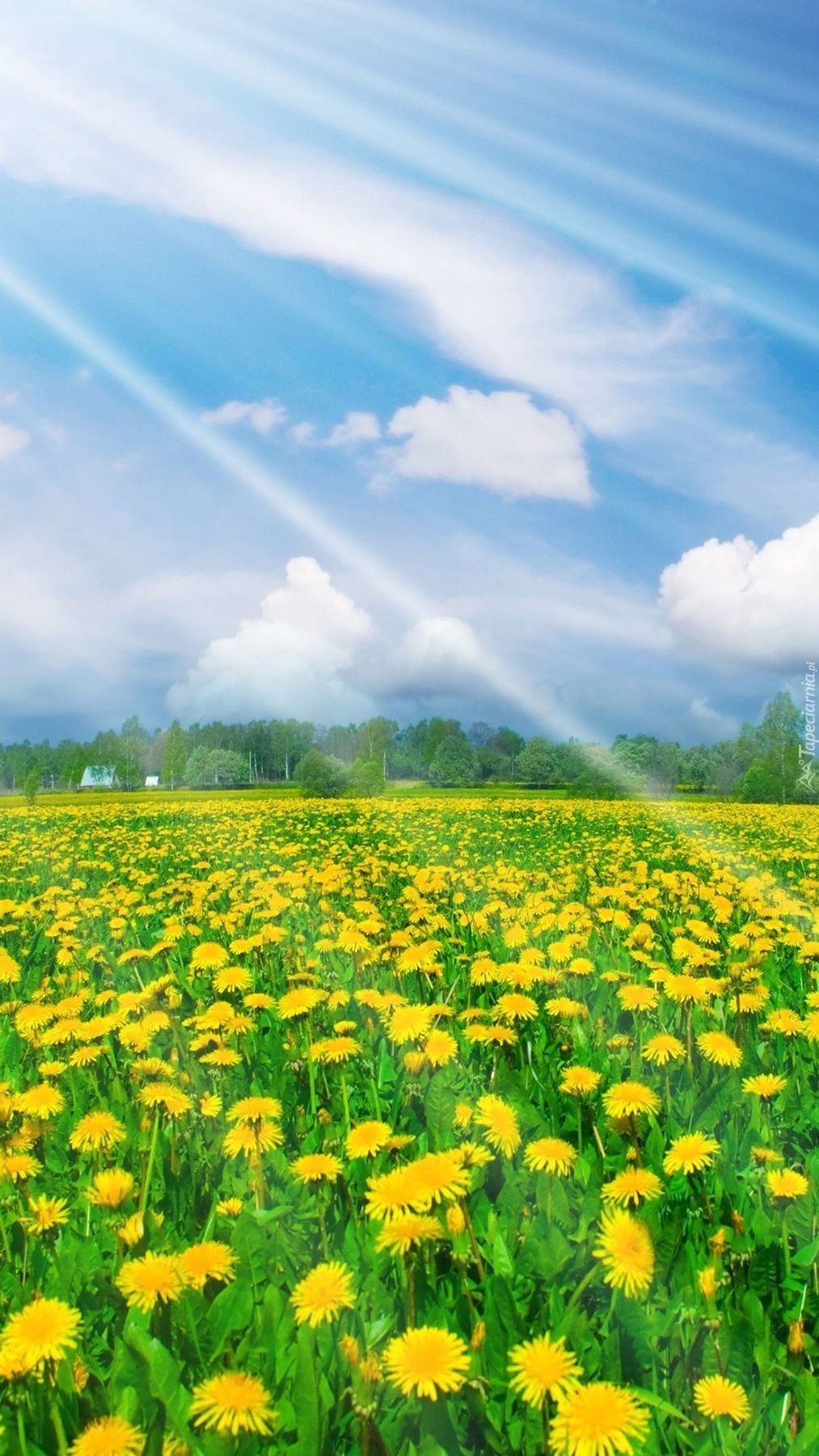 Рассвет в лесу