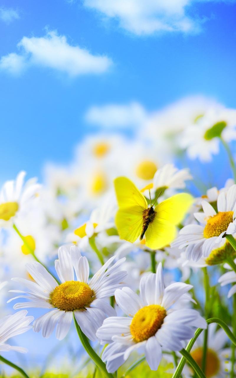Солнечный день и ромашки