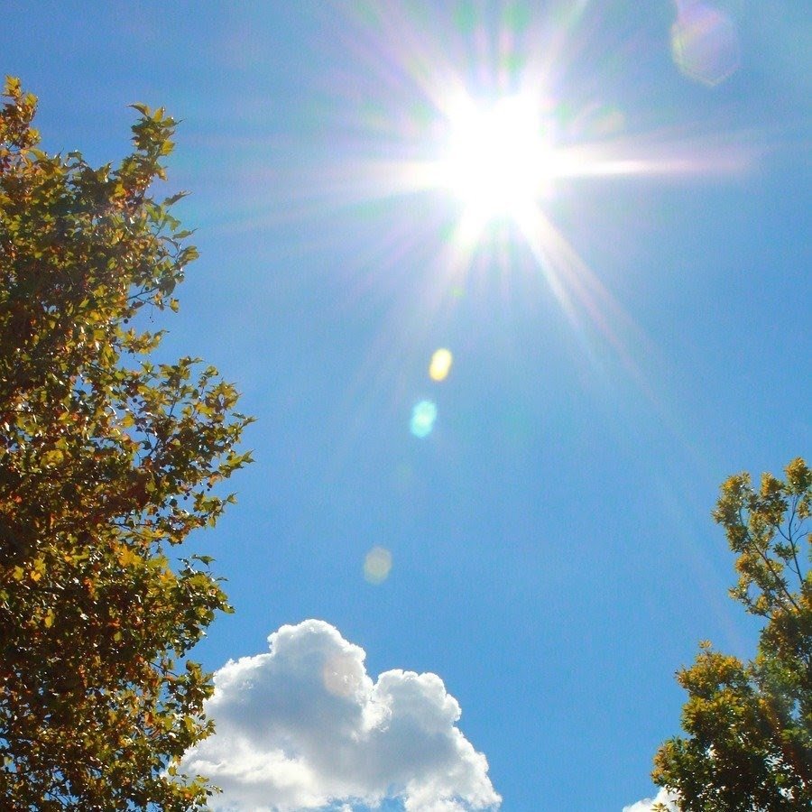 Цветы в лучах солнца