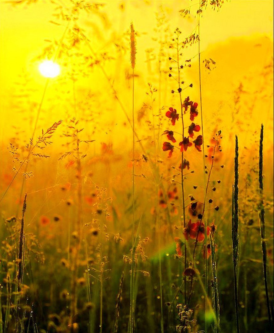 Желтый пейзаж