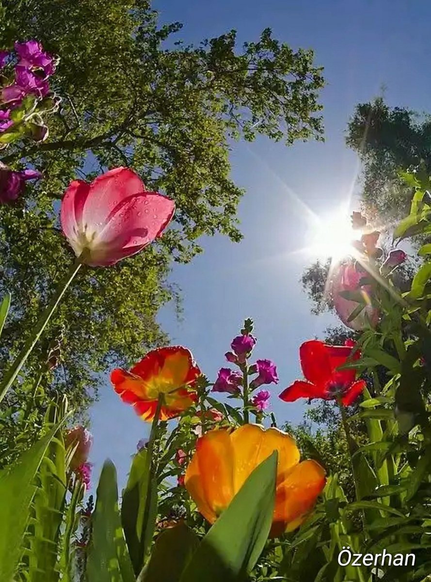 Рассвет в лесу