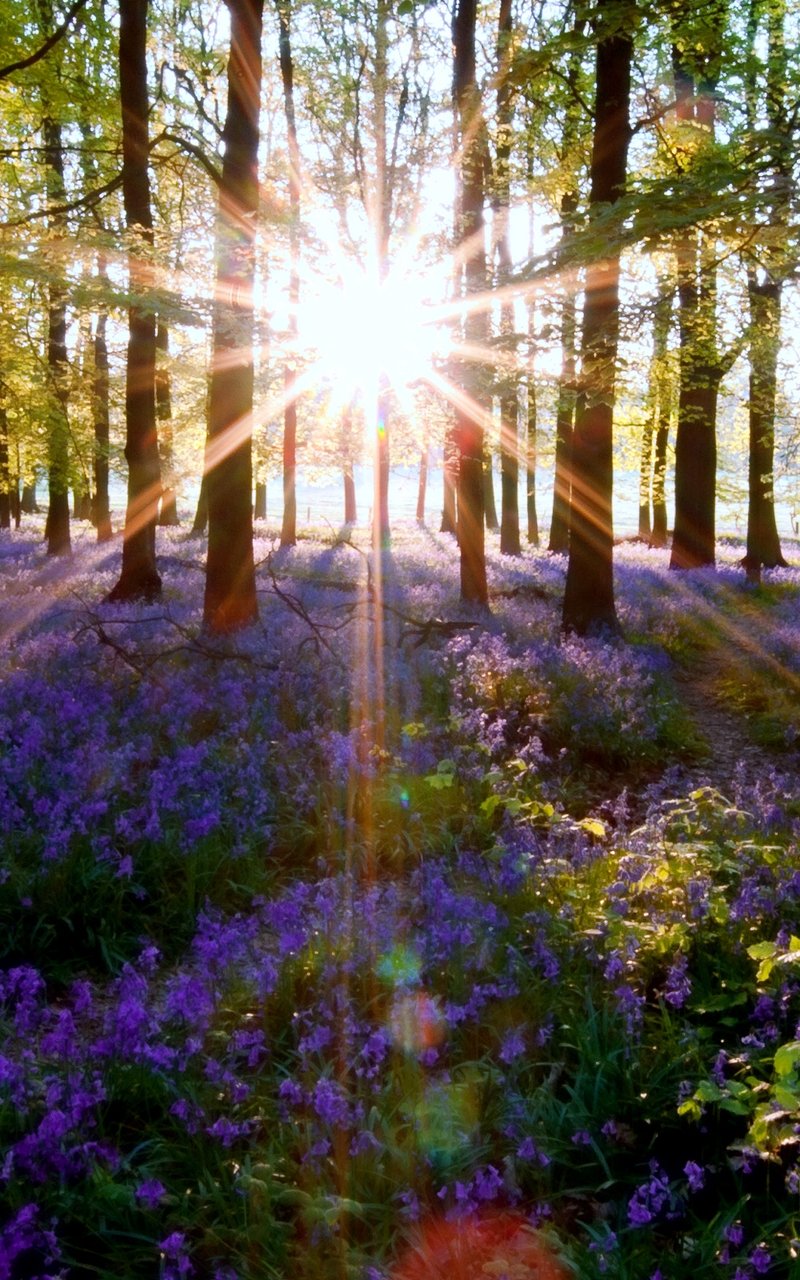 Природа море цветы