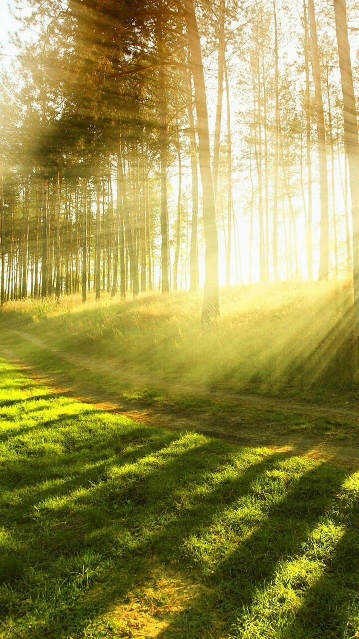 Березы России