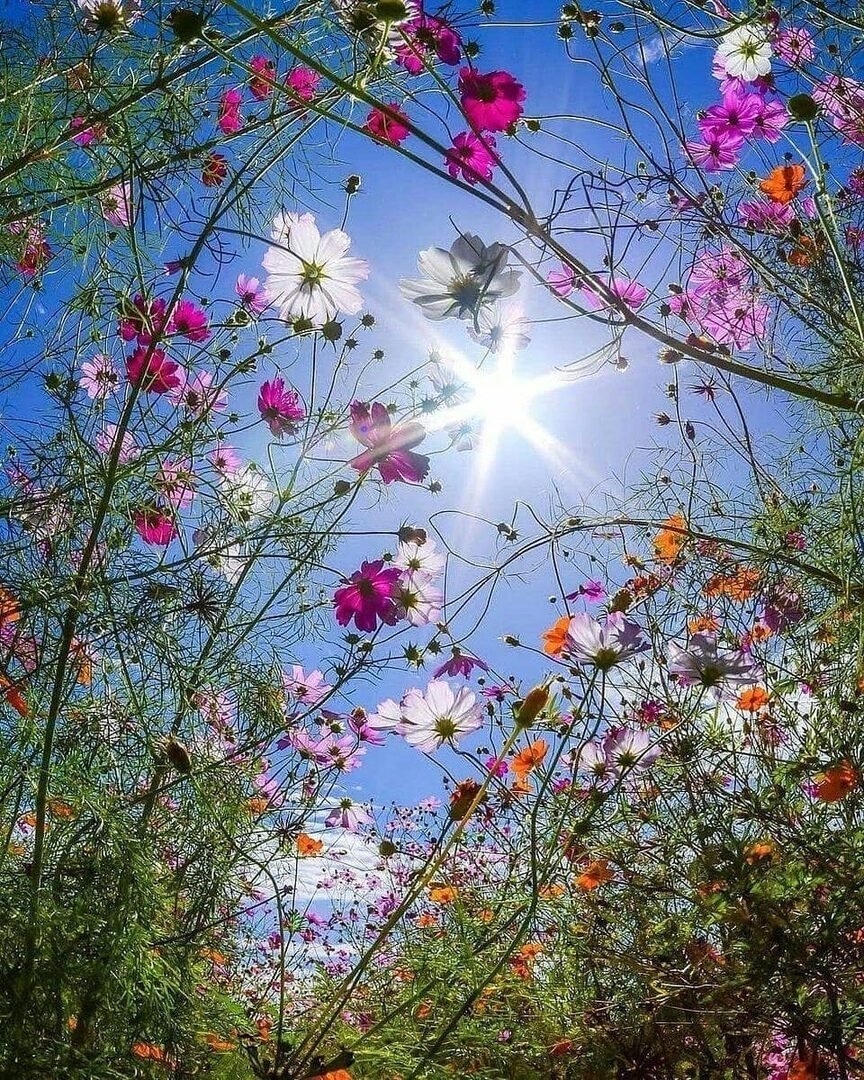 Ромашки в солнечных лучах