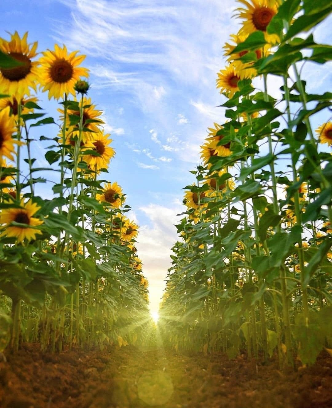 Солнечный день вертикальные картинки