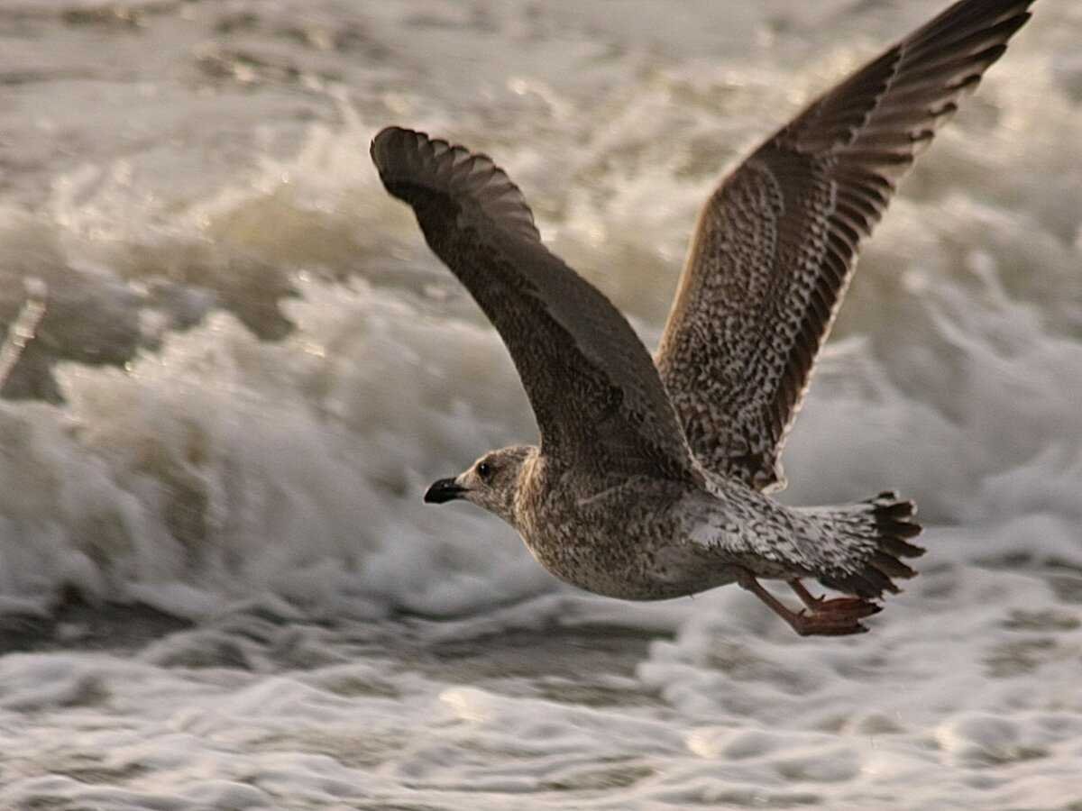 Тонкоклювый Буревестник