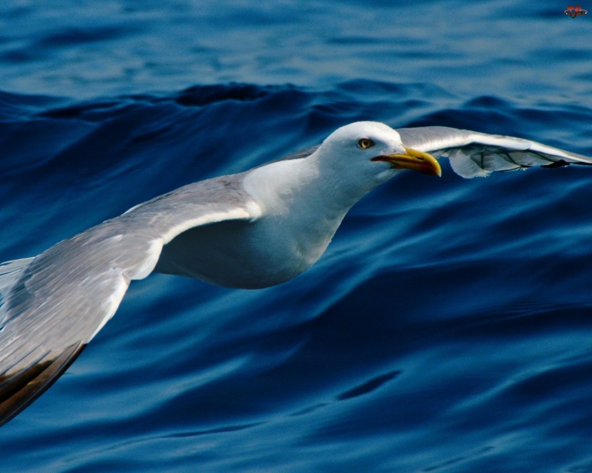 Альбатрос Буревестник