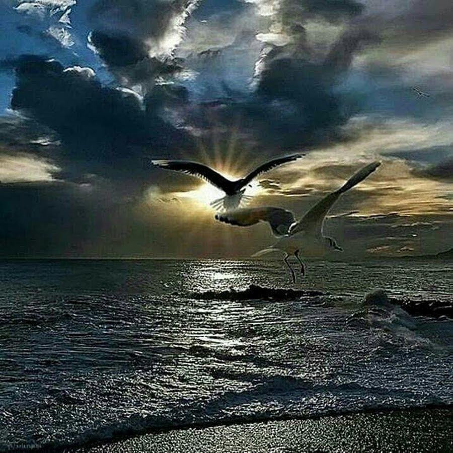 Птицы над морем