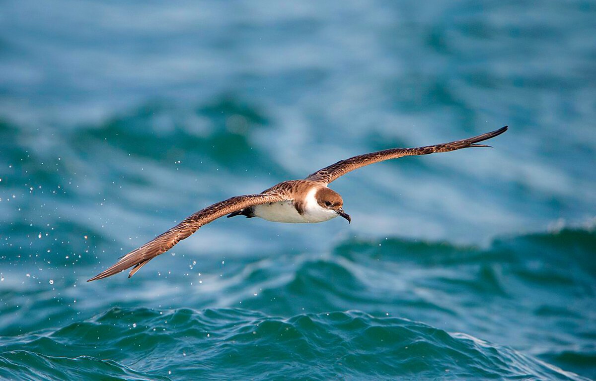 Черноморский Буревестник птица
