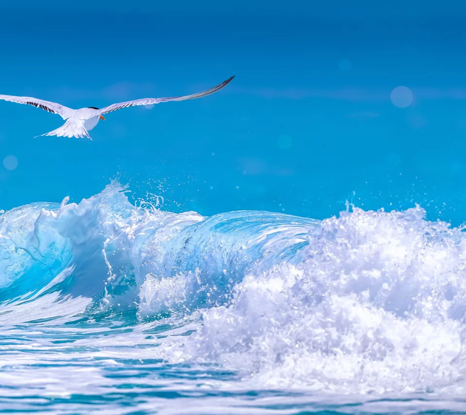 Буревестник картинки