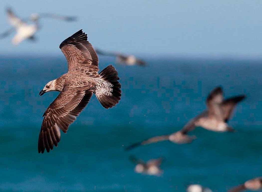 Буревестник малый (Puffinus Puffinus)