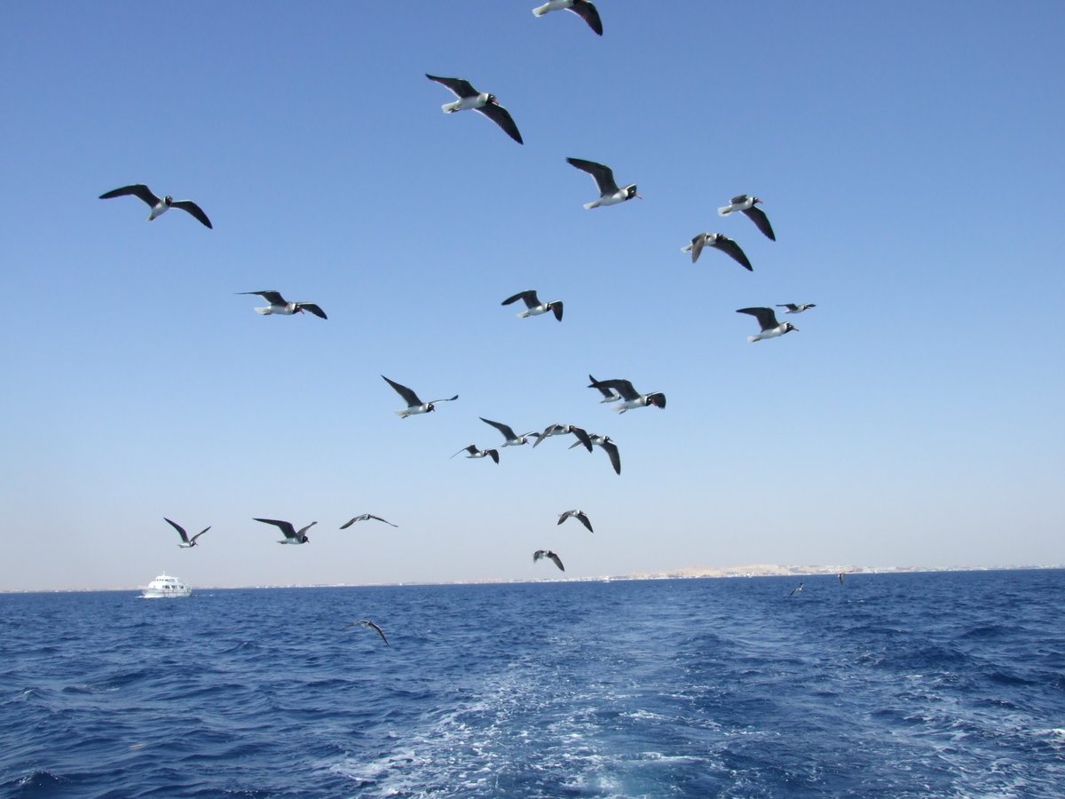 Ветер над морем