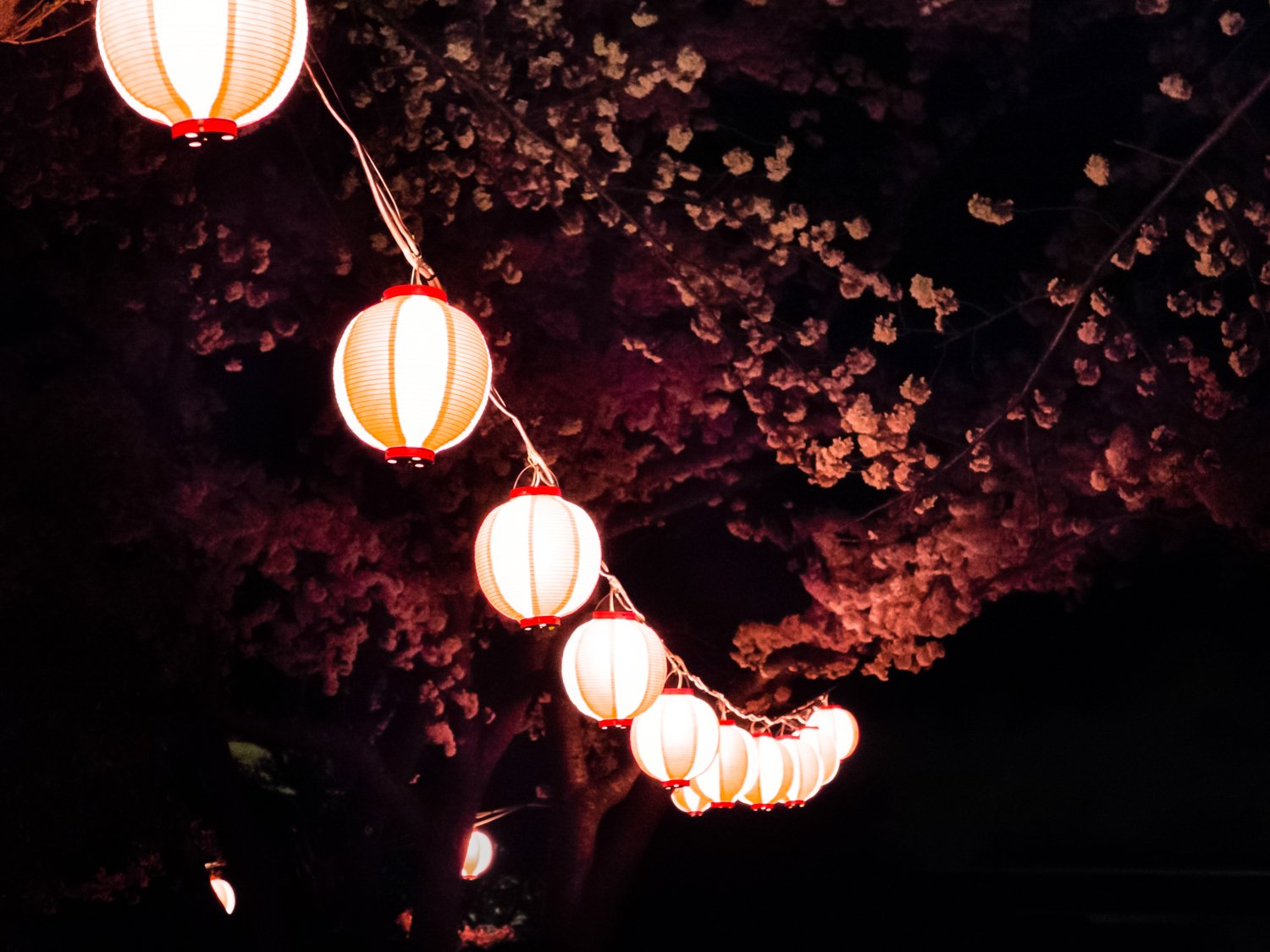 Сакура фонари. Китайские фонарики. Китайские фонарики ночью. Японские фонарики летающие. Китайские фонарики Эстетика.