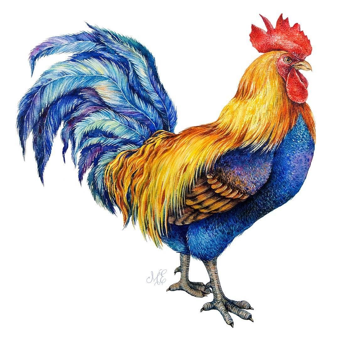 Сказочный петух без фона