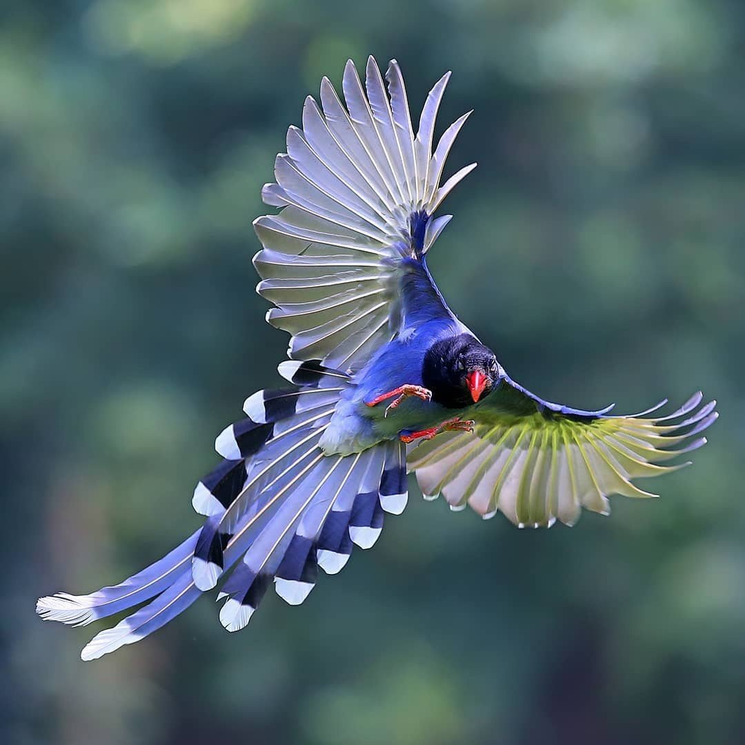 Голубой Дрозд