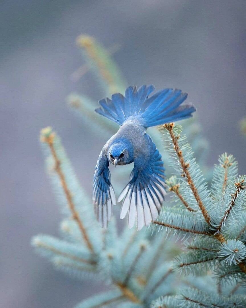 Птица с синей бородой