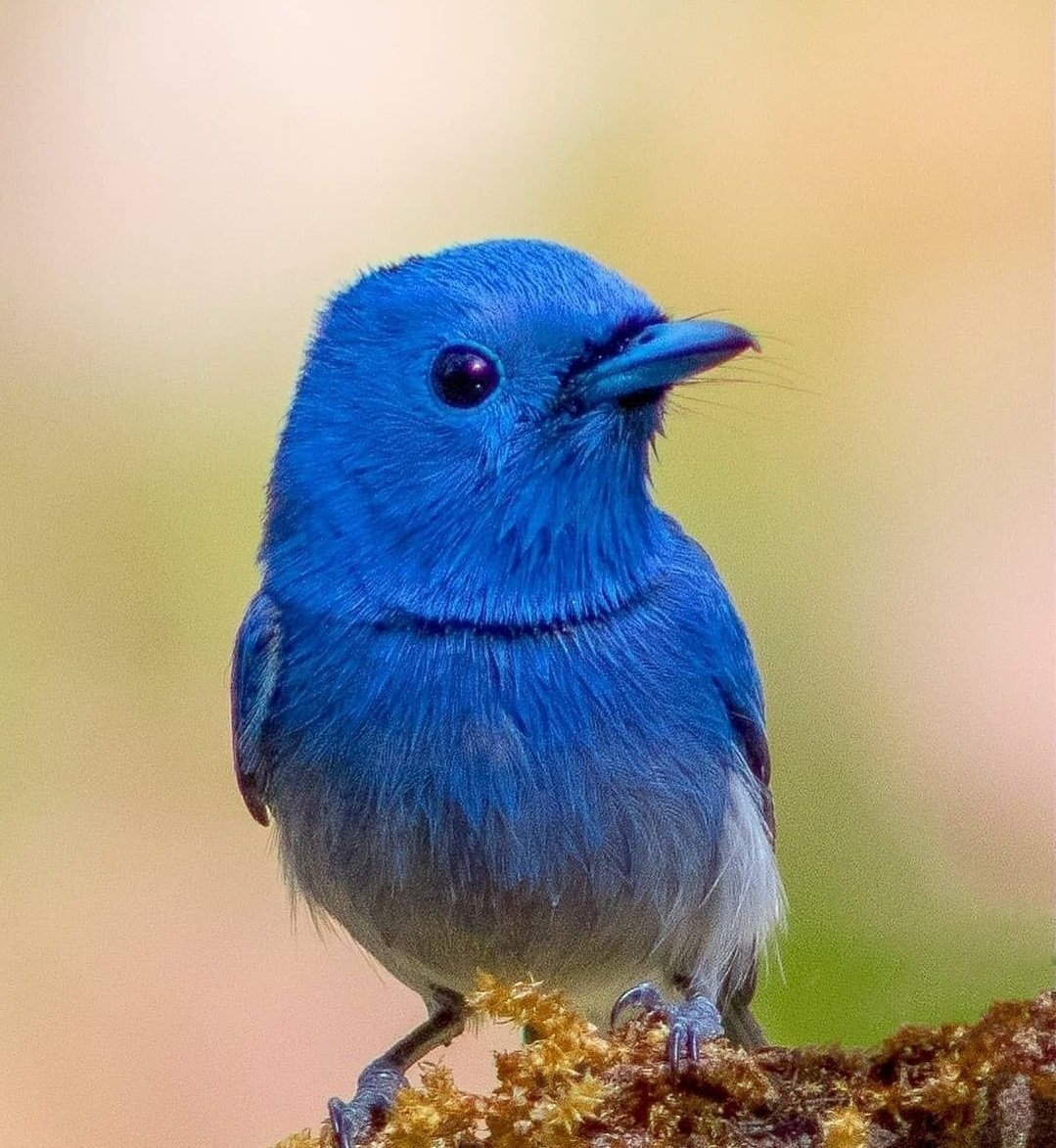 Открытка птица счастья