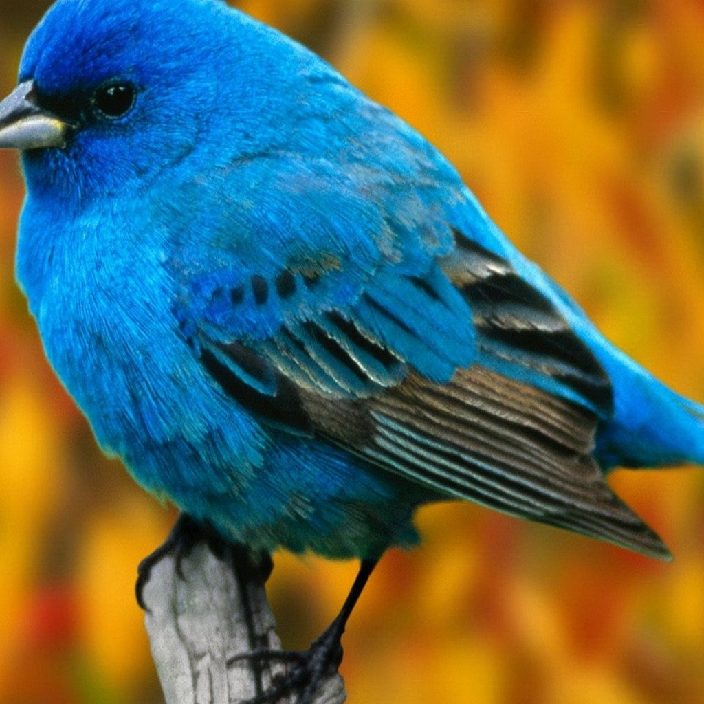 Грандала Лазоревая птичка