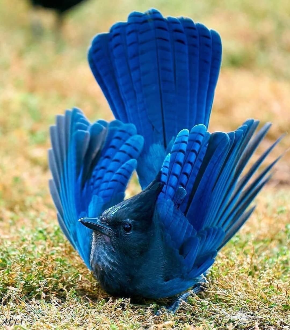 Птичка с голубой шейкой