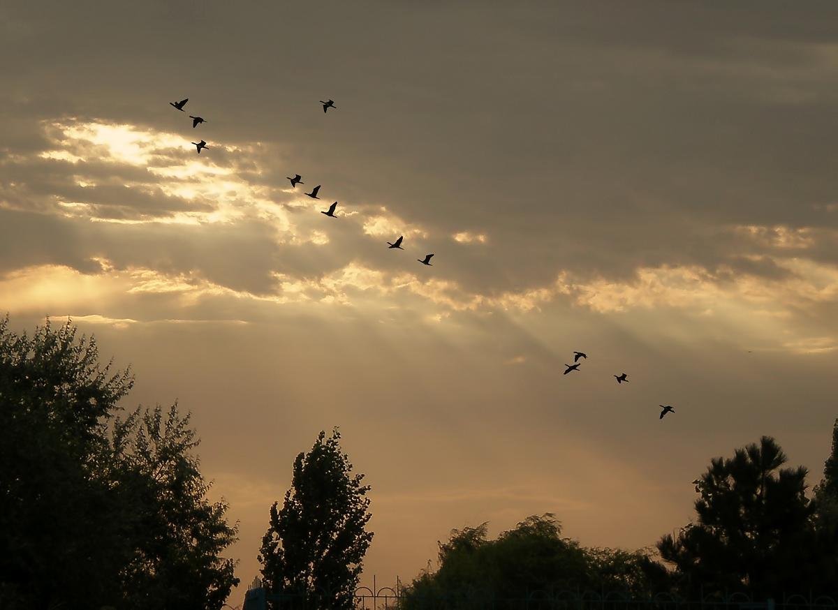 Птица парит в небе