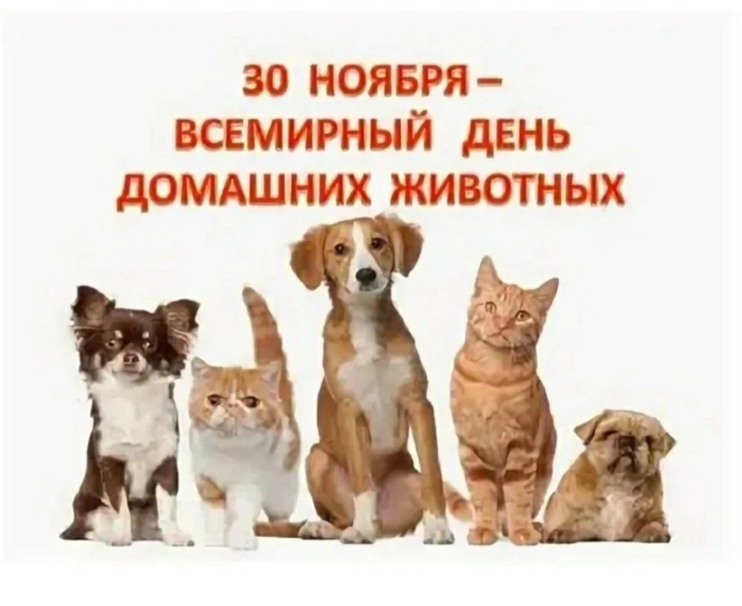 Любимые животные