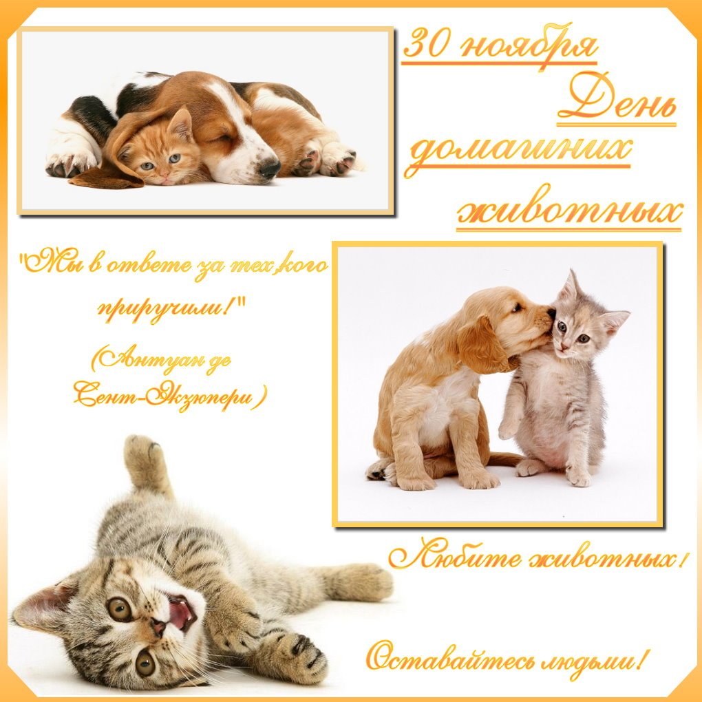 Когда день домашних животных