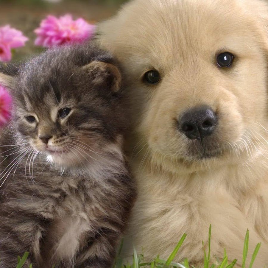 День домашних животных