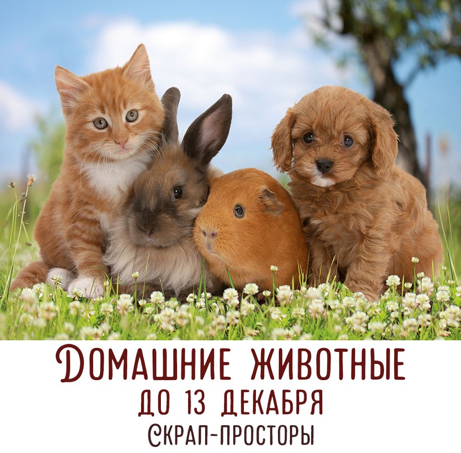 День домашних животных