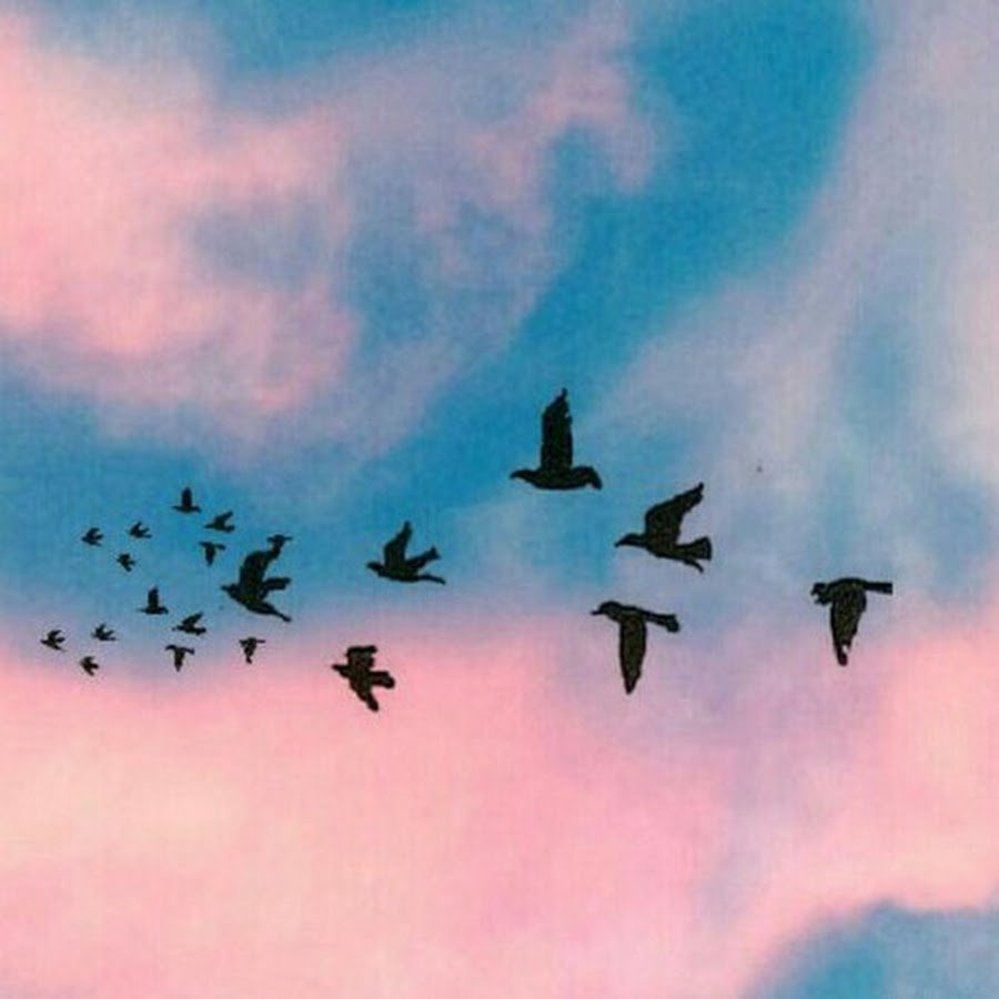 Птицы в небе