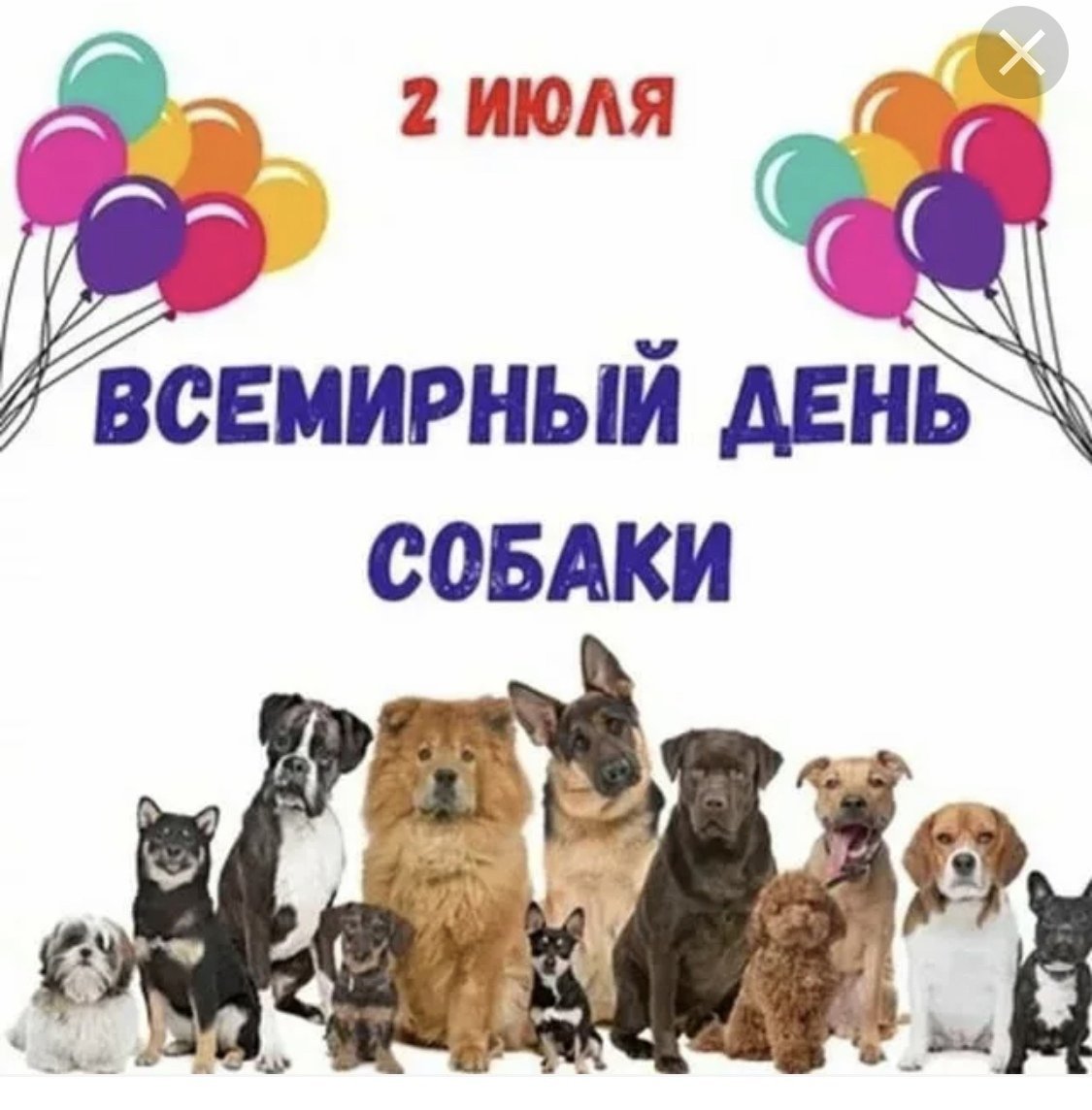 Уютный котик