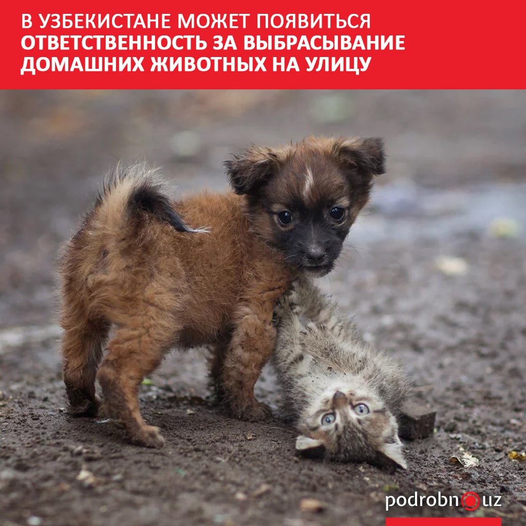 Домашние питомцы на белом фоне