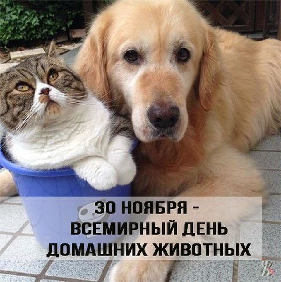 Фотоконкурс мой любимый питомец