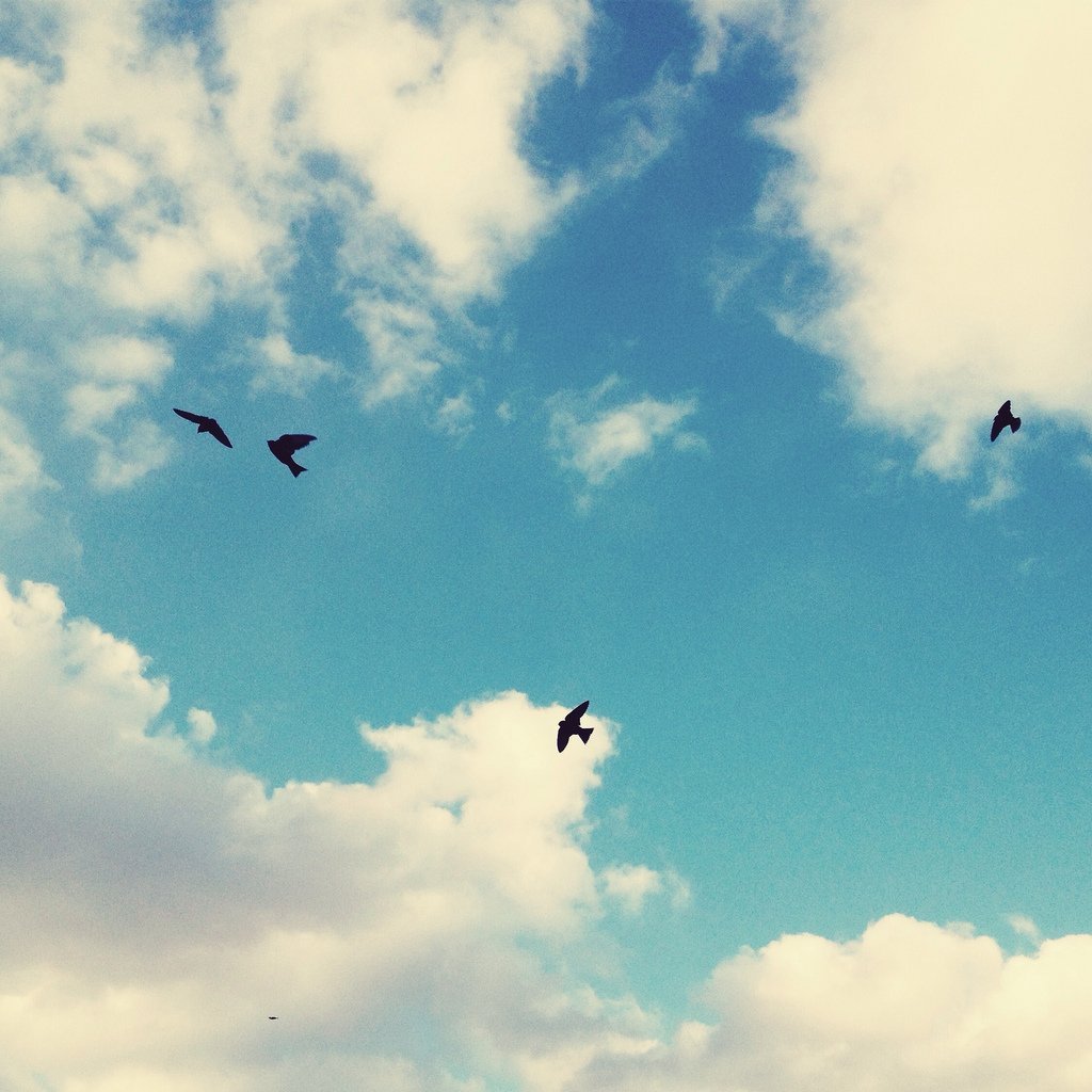 Птицы в небе Эстетика