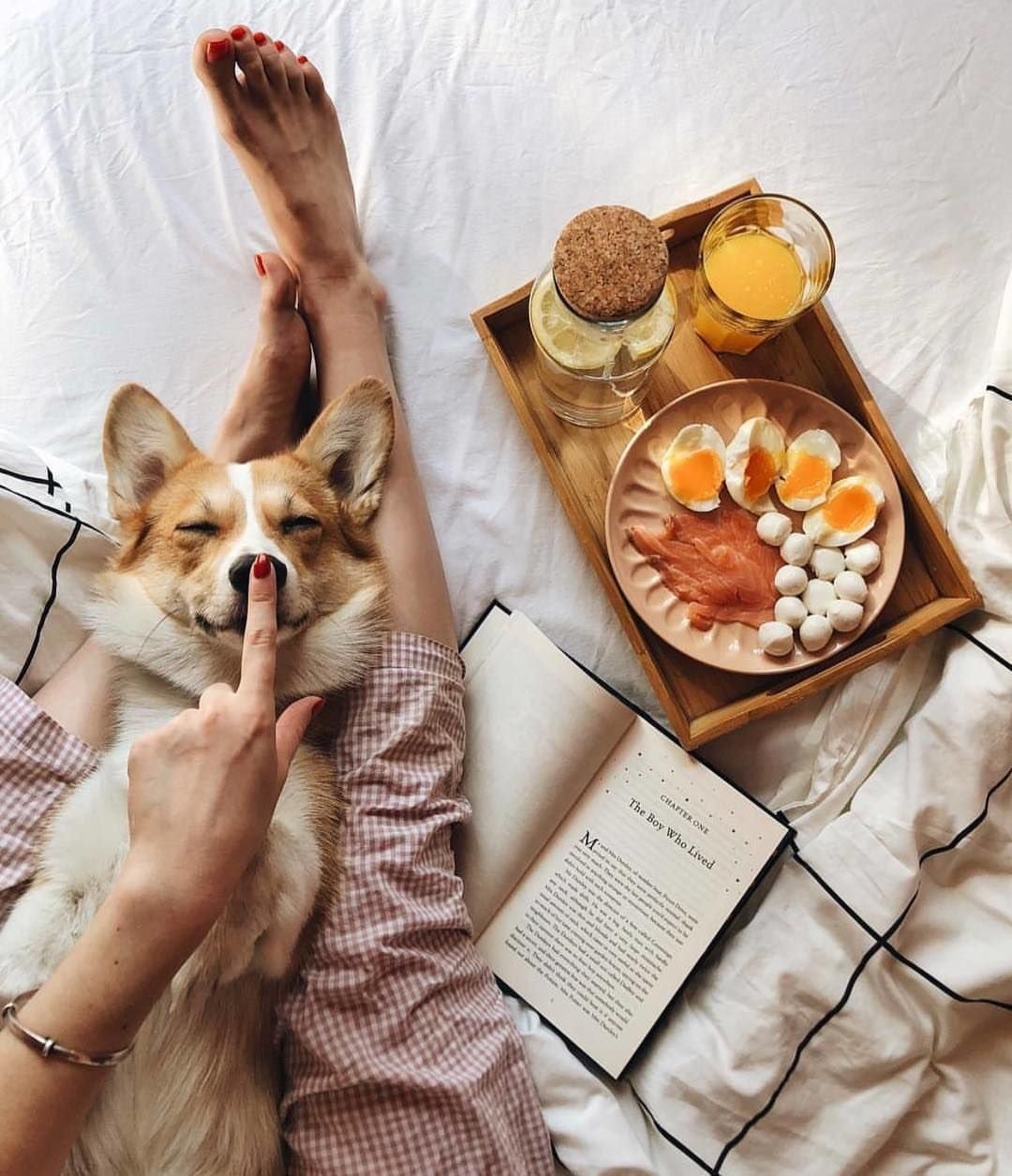 Помощь животным