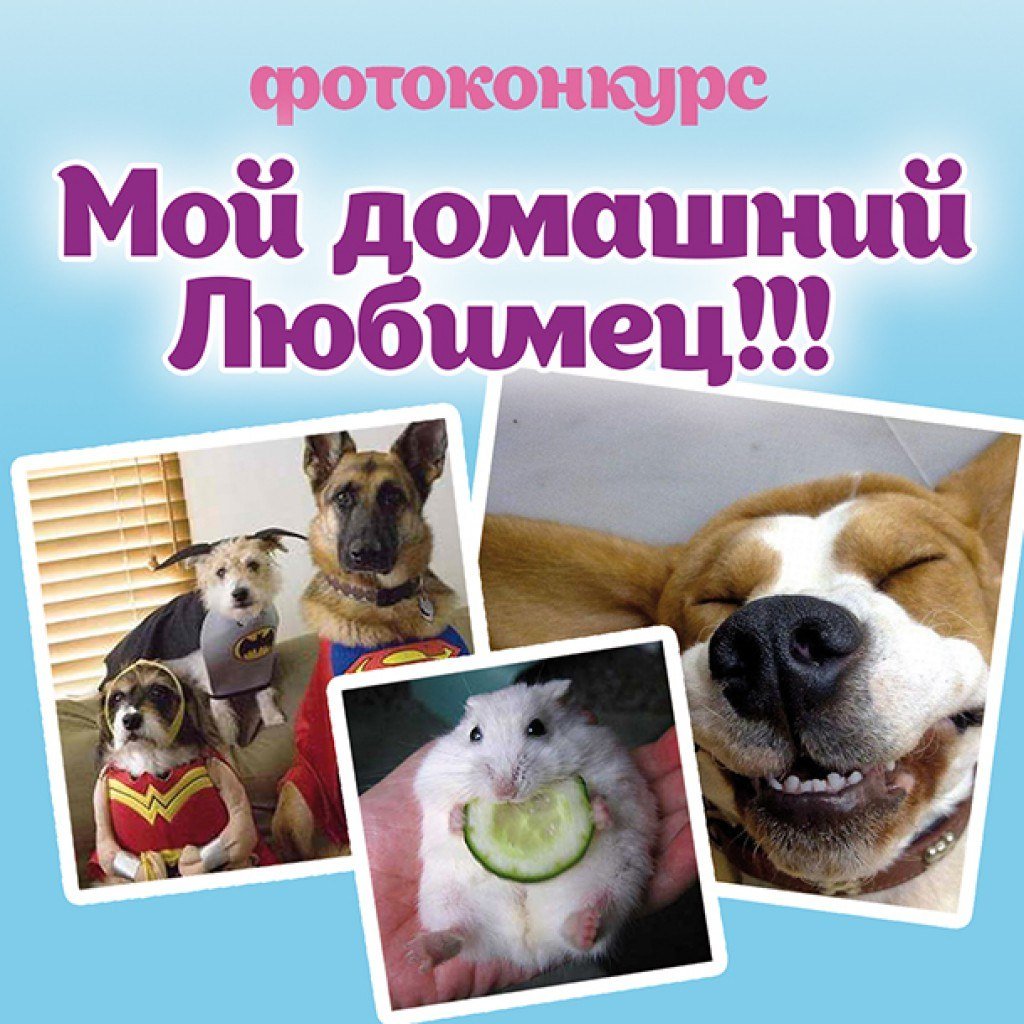 День защиты домашних животных 30 ноября