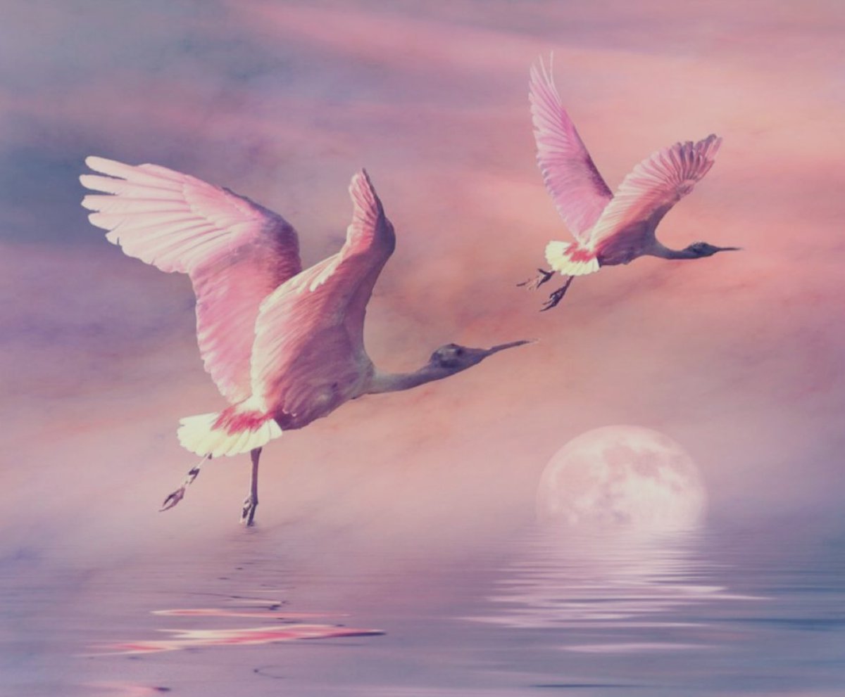 Девушка птица